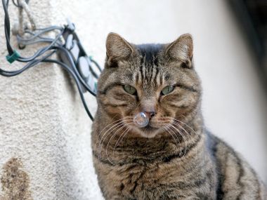 Tabby Cat With Bubble On Nose