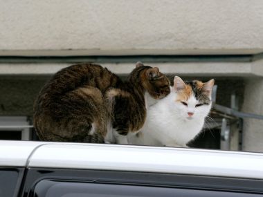 Two Cats On Car Roof In City