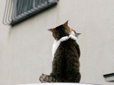 City Roof Two Cats Warm Interaction Scene