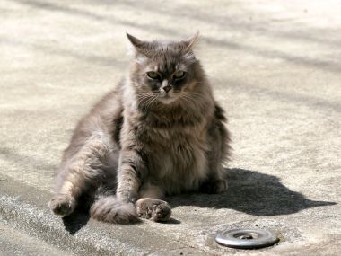 城市街道长毛猫慵懒坐姿写实摄影