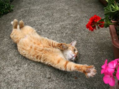 Orange Cat Stretching Pose With Geranium Flowers