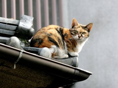 城市屋顶上的三花猫