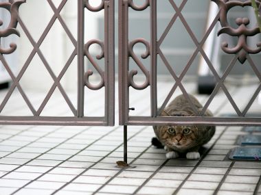 城市铁栅栏下的虎斑猫