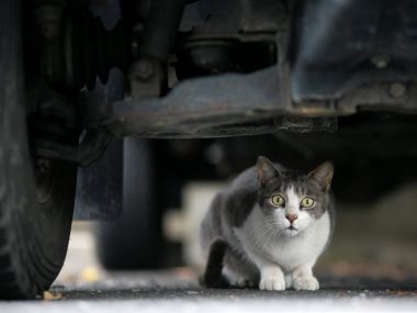 City Cat Under Vehicle Realistic Photography