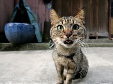 城市中的虎斑猫