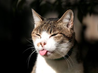 City Cat Lazy Tongue Close Up