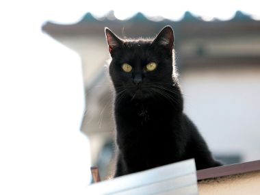 黑猫坐在屋顶的写实摄影