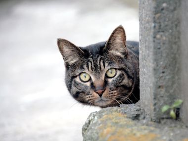 城市角落的虎斑猫探出头