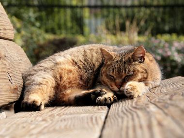 Tabby Cat Napping On Wooden Bench