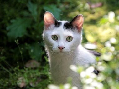 White Cat With Black Spots In Natural Background