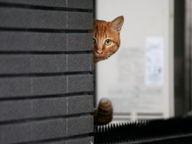 City Orange Cat Peeking Head