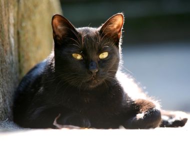黑猫静卧墙边，黄色眼睛在阳光下闪耀