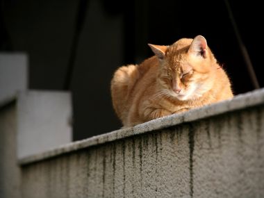 午后阳光下休憩的橘猫