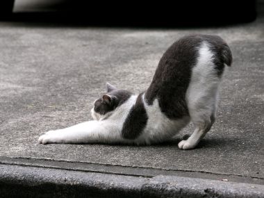 Gray And White Cat Stretching On City Street