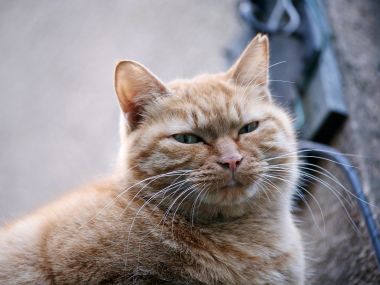 Serious Look Orange Cat Close Up