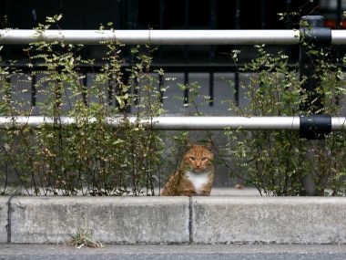 Orange Cat In Urban Greenery