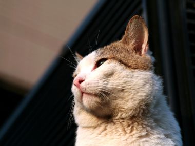 城市里的猫