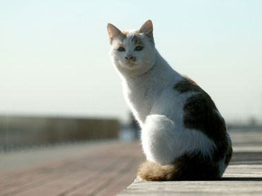 城市三花猫静坐木质平台