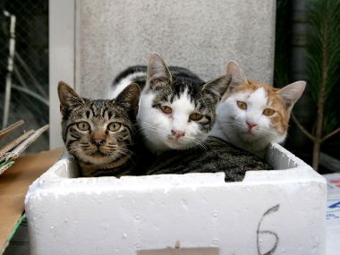 城市街头的三只猫在泡沫箱中