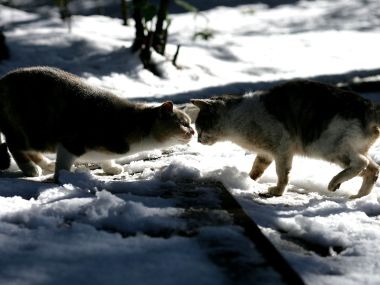 Two Cats Interacting In Snowy Ground