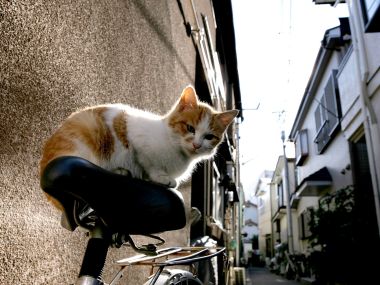 Ginger And White Cat On Bicycle In Japanese Alley