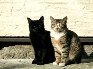 两只猫咪并排坐的写实摄影