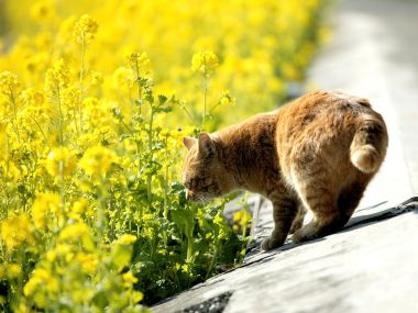 Orange Cat Walking In Rapeseed Field Spring Moment