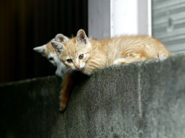 窗台上的橘猫小猫