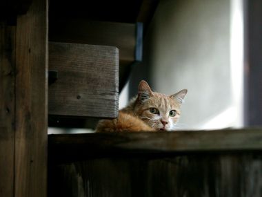 室内木质家具后的橘色猫咪
