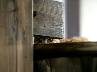Orange Cat Peeks From Wooden Furniture Gap