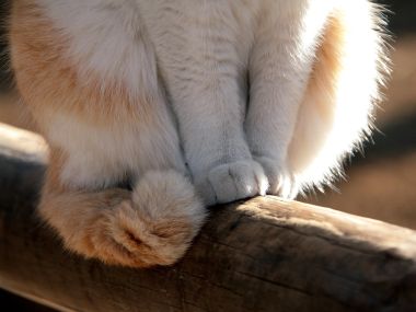 猫咪爪子特写 暖光下的木梁