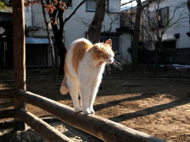 Orange And White Cat On Wooden Railing In Japanese Residential Area