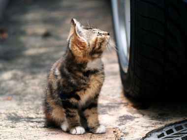 City Street Tortoiseshell Kitten Car Tire