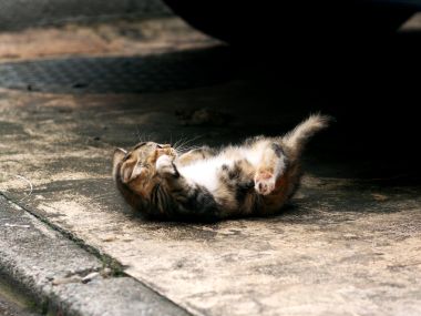 City Street Lazy Cat Lying On Back