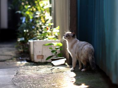 Street Cat Moments: Vol. 3