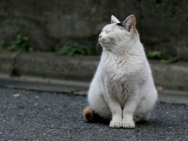City Street Homeless White Cat