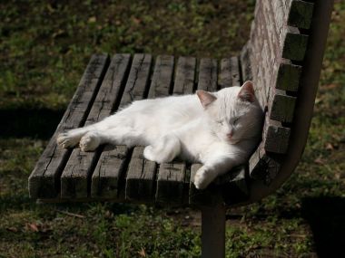 White Cat Napping On City Bench