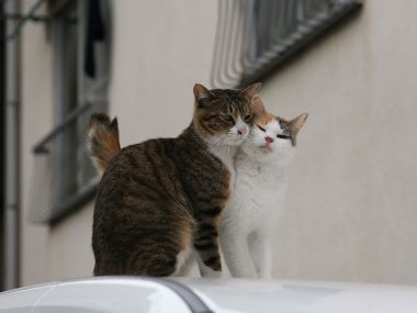 城市车顶上的两只流浪猫：虎斑猫与白猫的温馨瞬间