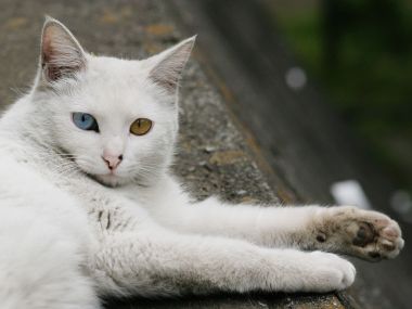 City Homeless Heterochromia White Cat