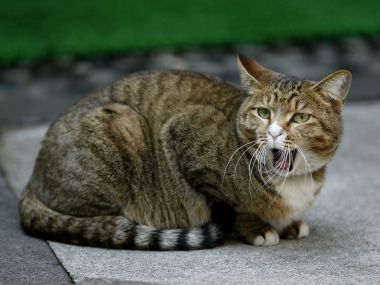 City Homeless Tabby Cat Close Up