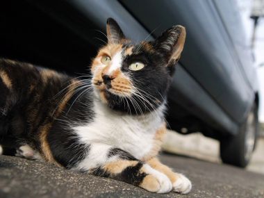城市街头三花流浪猫