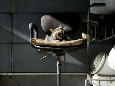 Lazy Tiger Tabby Cat Yawning On Old Office Chair Daily Moment