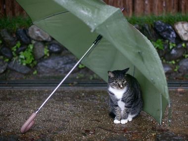 雨中躲雨的虎斑猫与绿色雨伞