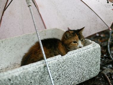 雨天泡沫箱里的三花猫（流浪猫场景）