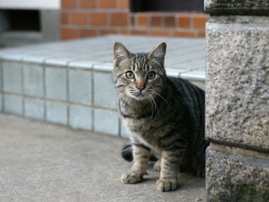 城市流浪虎斑猫与石柱建筑