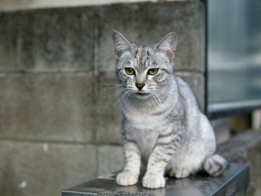 City Homeless Tabby Cat