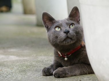城市户外场景中的灰色猫咪（佩戴红色项圈与铃铛）