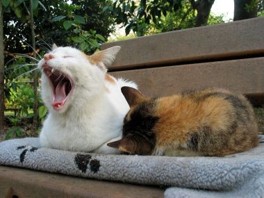 户外长椅上的两只猫咪，白猫打哈欠，三花猫休息