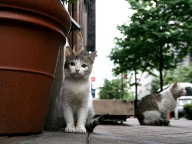 City Street Homeless Cats