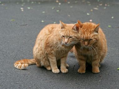City Homeless Orange Cats Cuddling